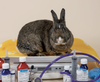 English Handouts — House Rabbit Society