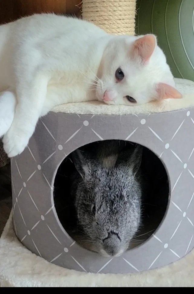 Rabbit Care — House Rabbit Society