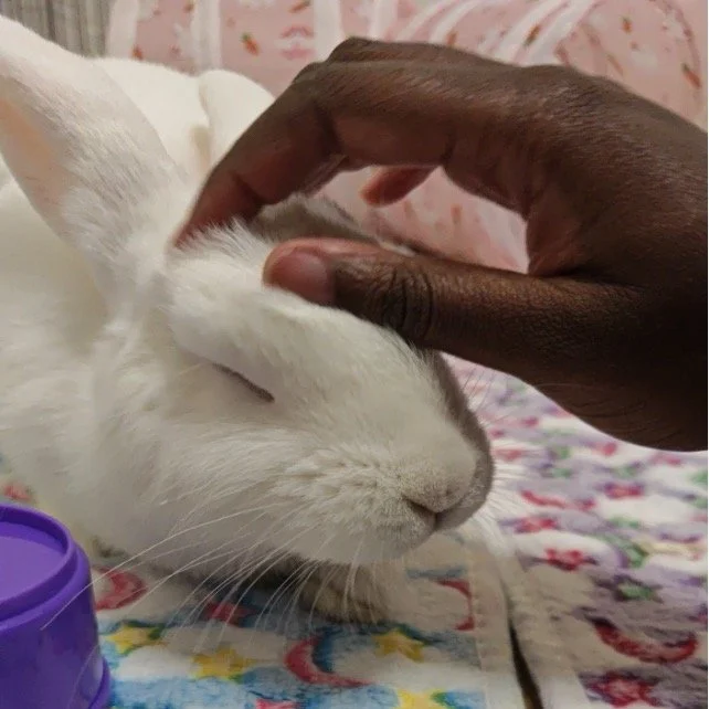 Why Fostering is a Win-Win-Win for Every Lifestyle, for Every Season