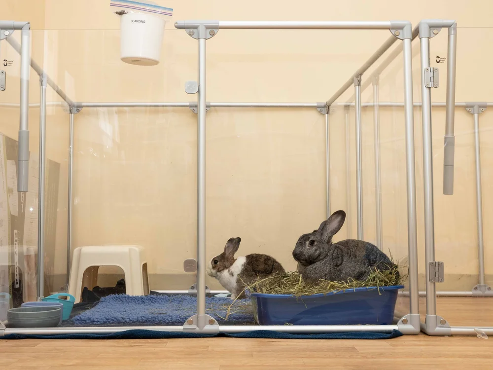 Summer House Rabbit Boarding — House Rabbit Society