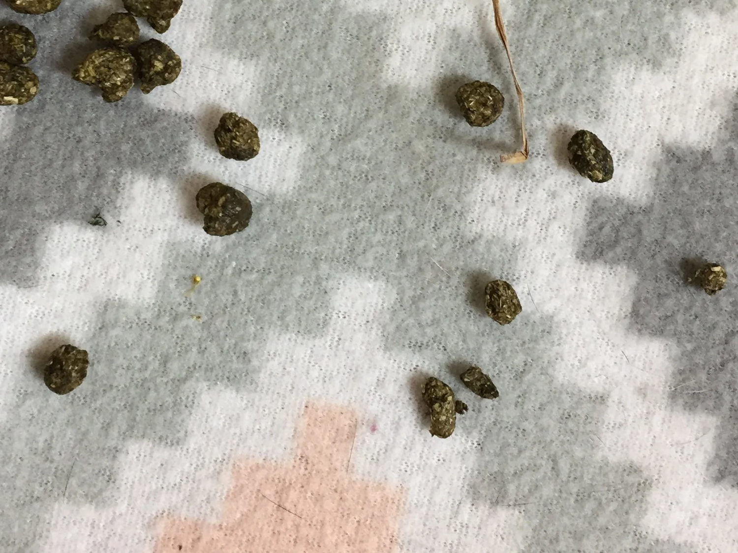 Rabbit Droppings As Health Indicators — House Rabbit Society