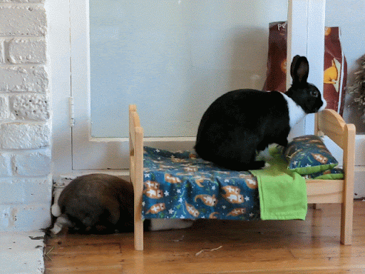 Rabbit Lingo — House Rabbit Society