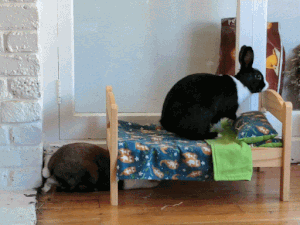 Rabbit Lingo — House Rabbit Society