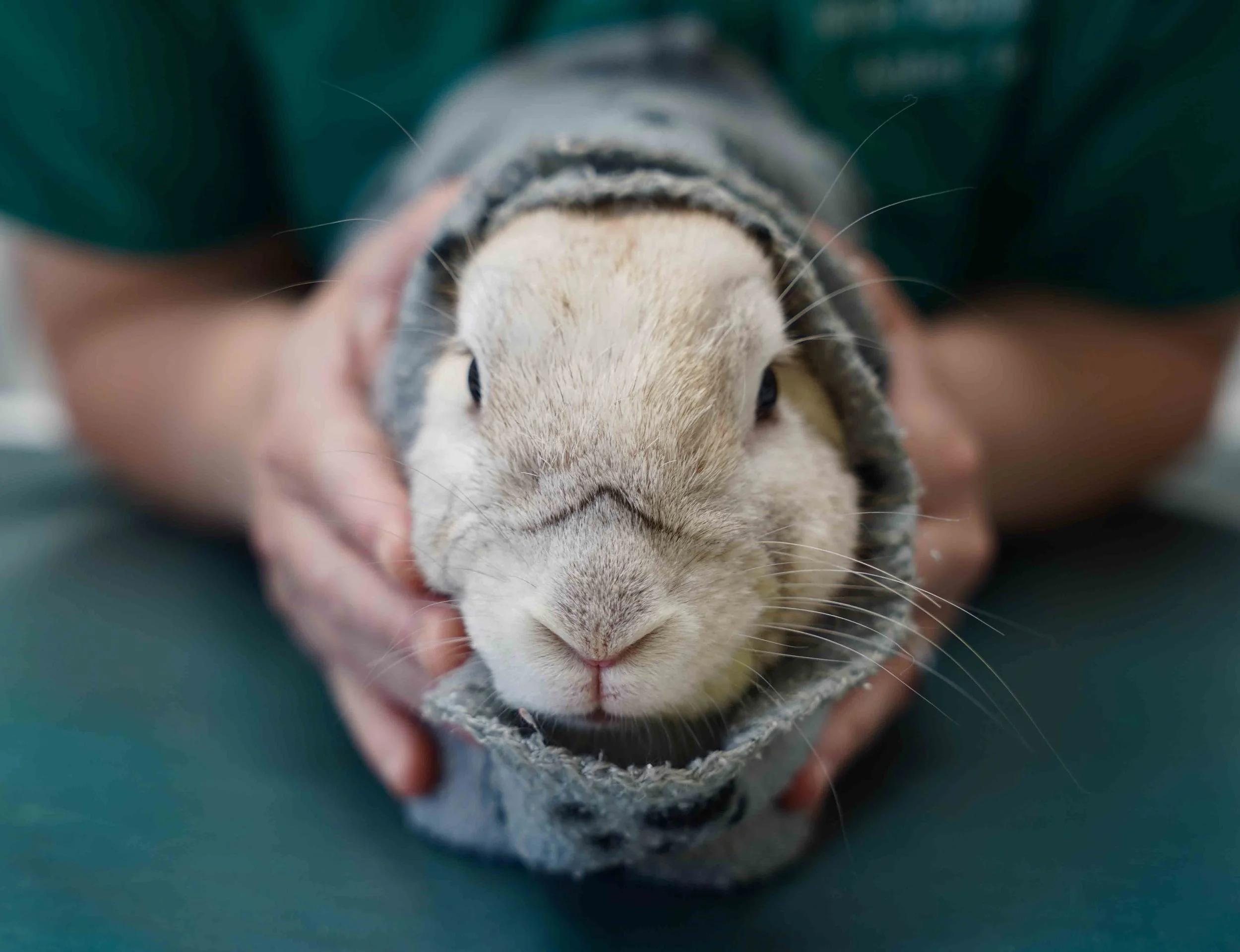 Image showcasing Medical — House Rabbit Society