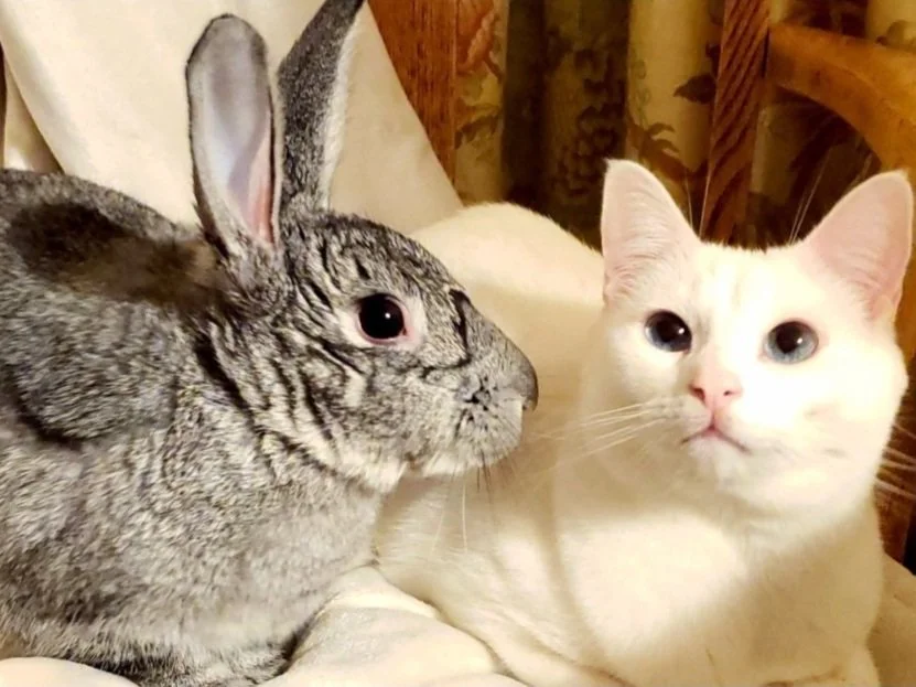 Cats and Rabbits — House Rabbit Society