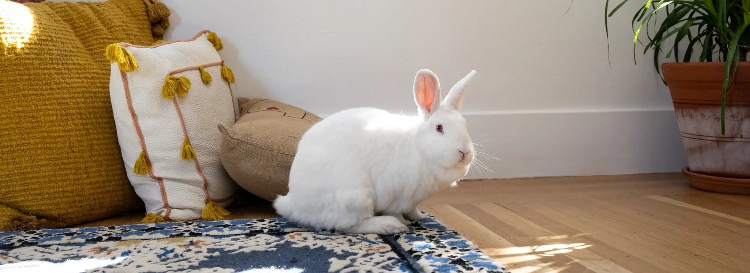 House Rabbit Society