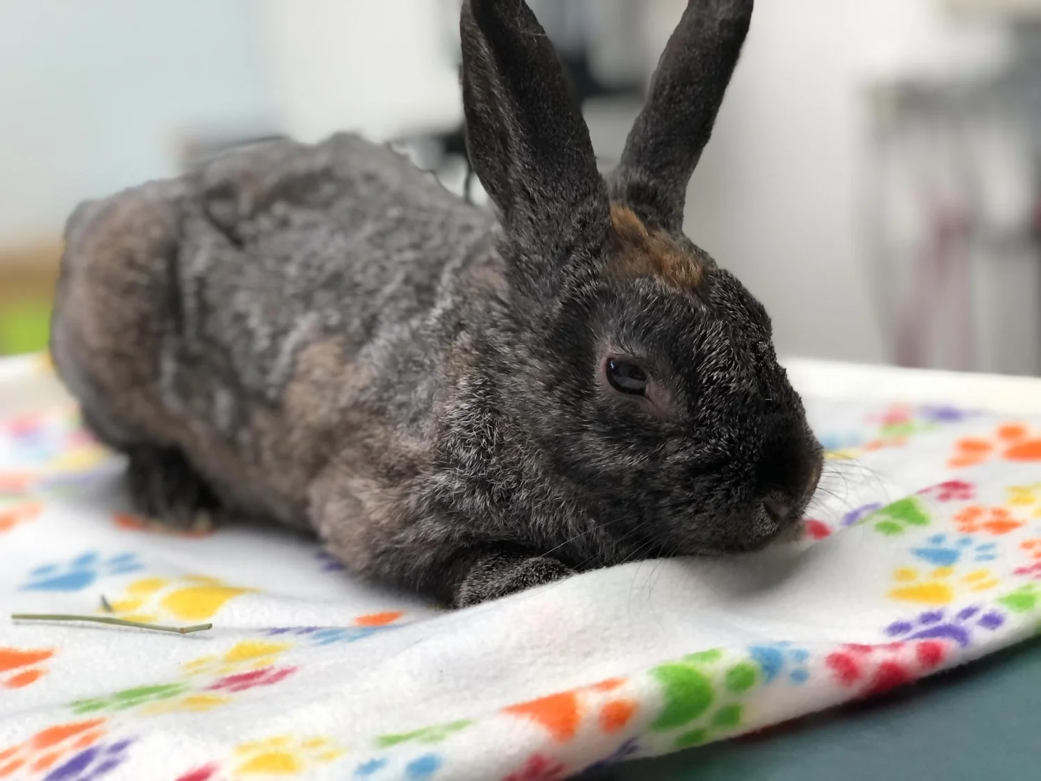 Common Parasites — House Rabbit Society