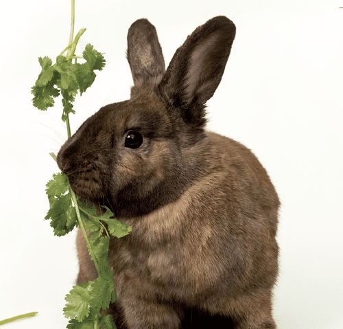 English Handouts — House Rabbit Society