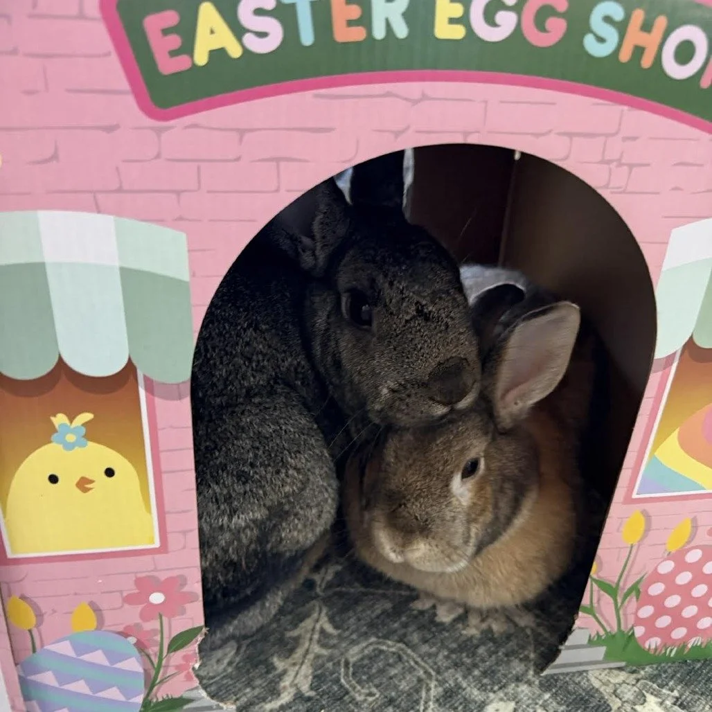 Chonken Needs a Friend: A Rabbit Bonding Story