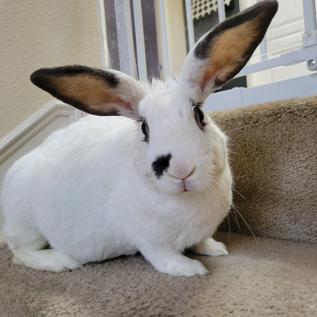 Spotlight: Daily living with a megacolon rabbit, McMuffin