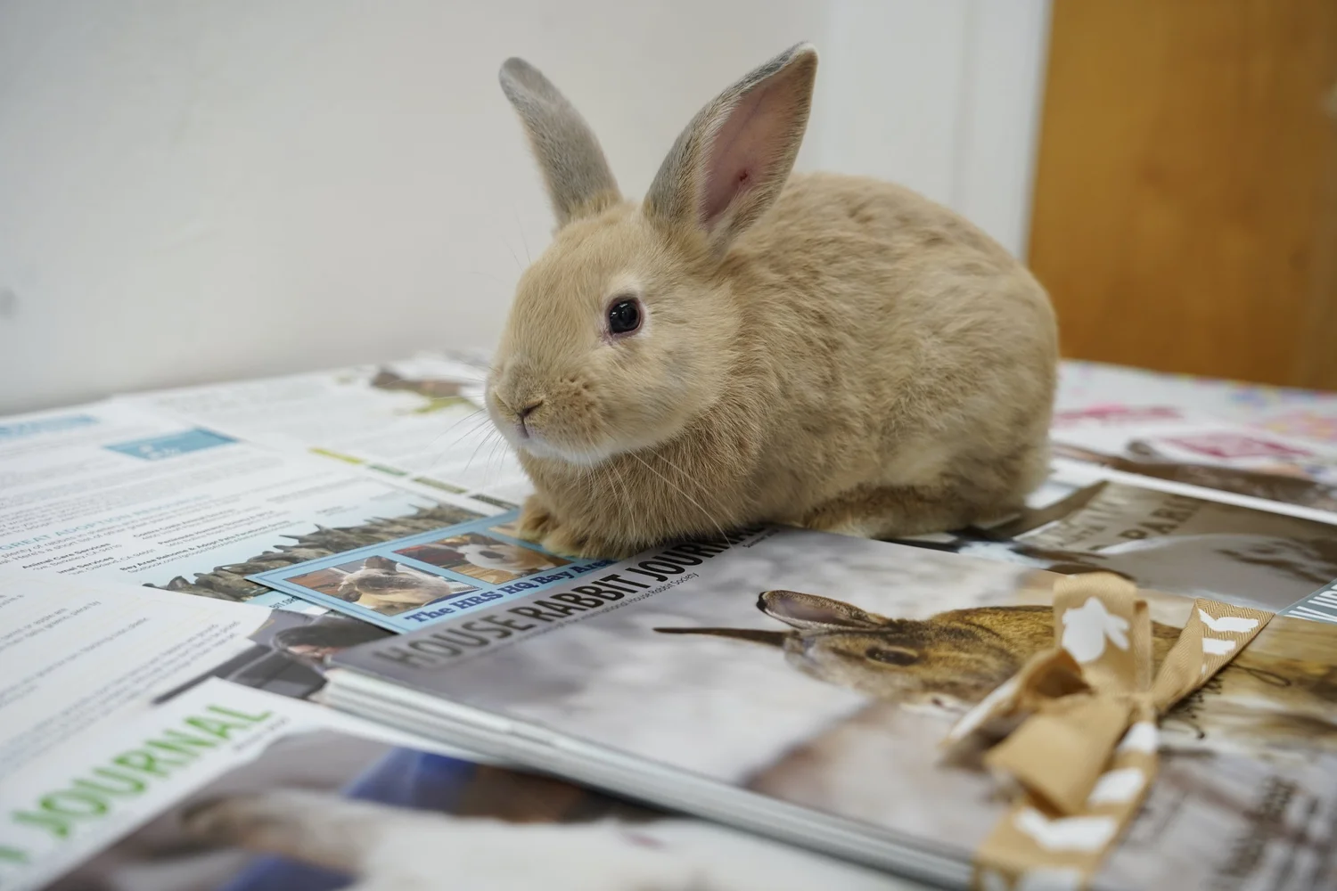 Journal — House Rabbit Society