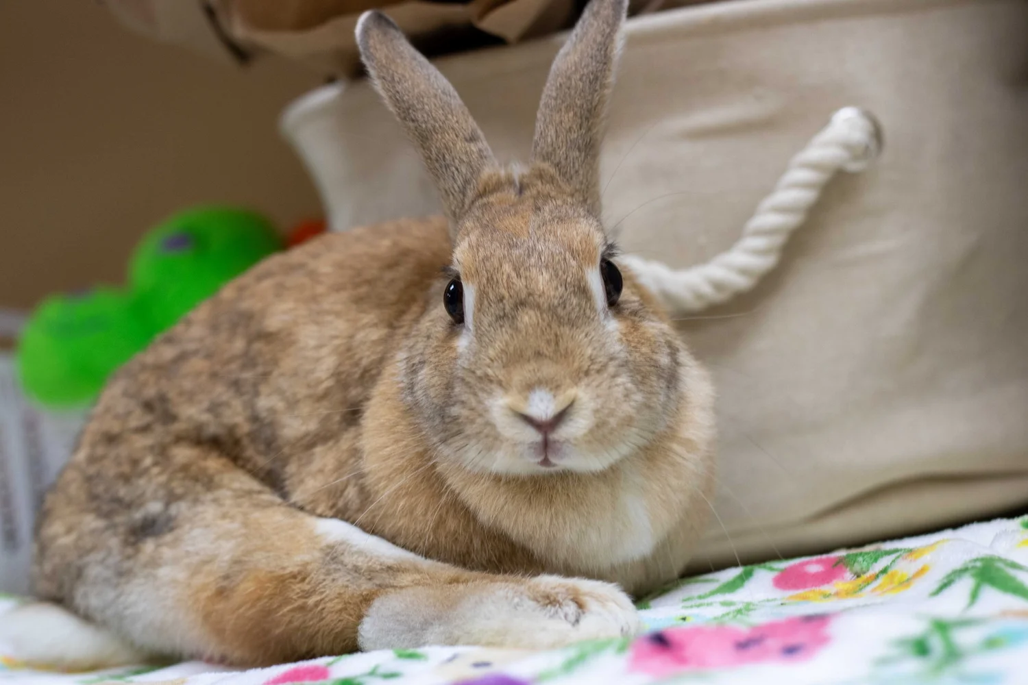 Golden Ears Adoption — House Rabbit Society