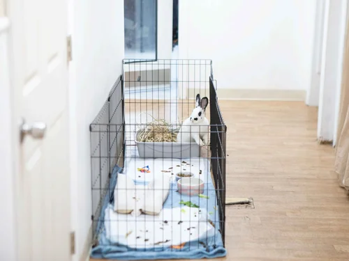 Housing — House Rabbit Society