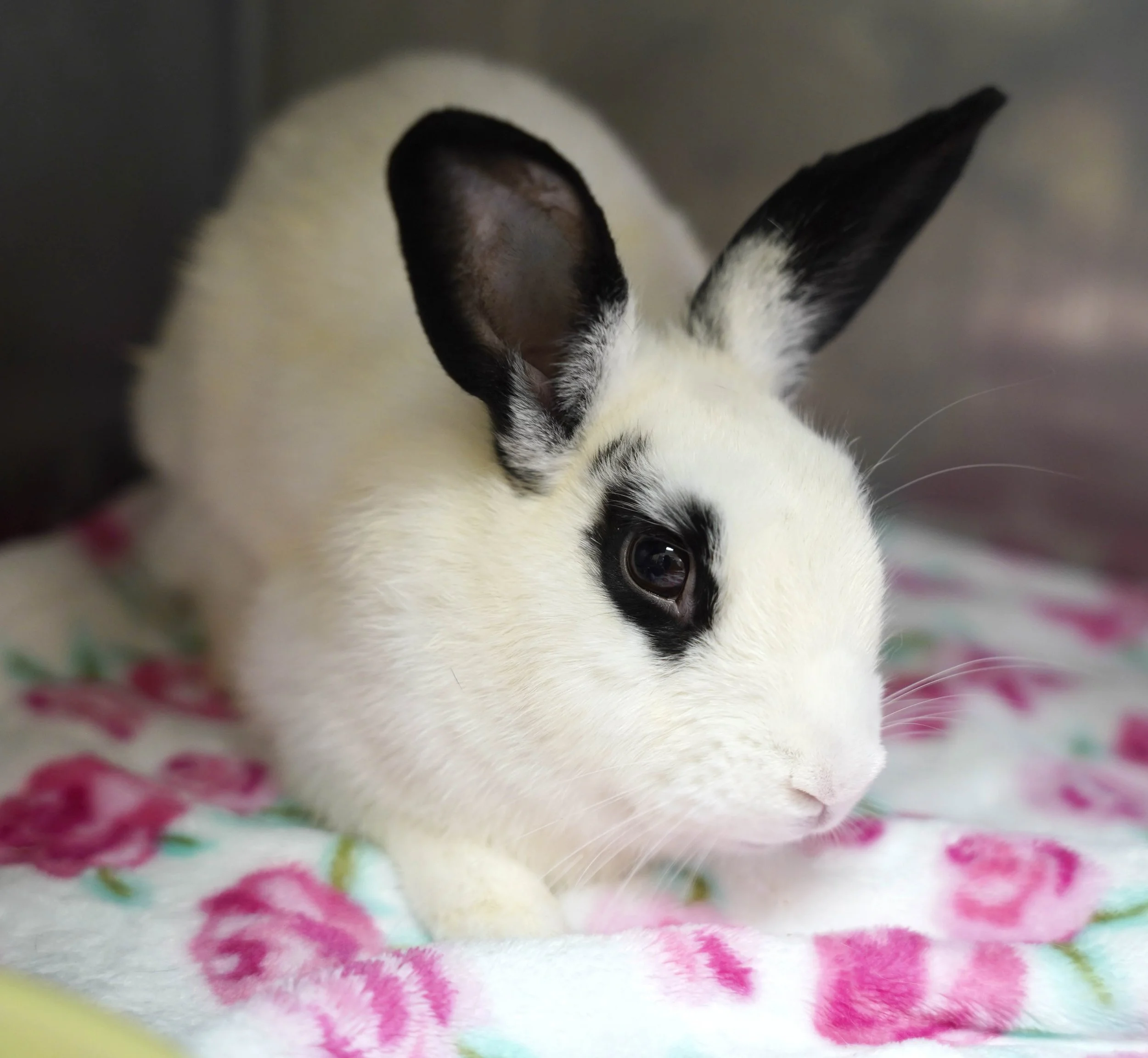 Shelter Assistance — House Rabbit Society