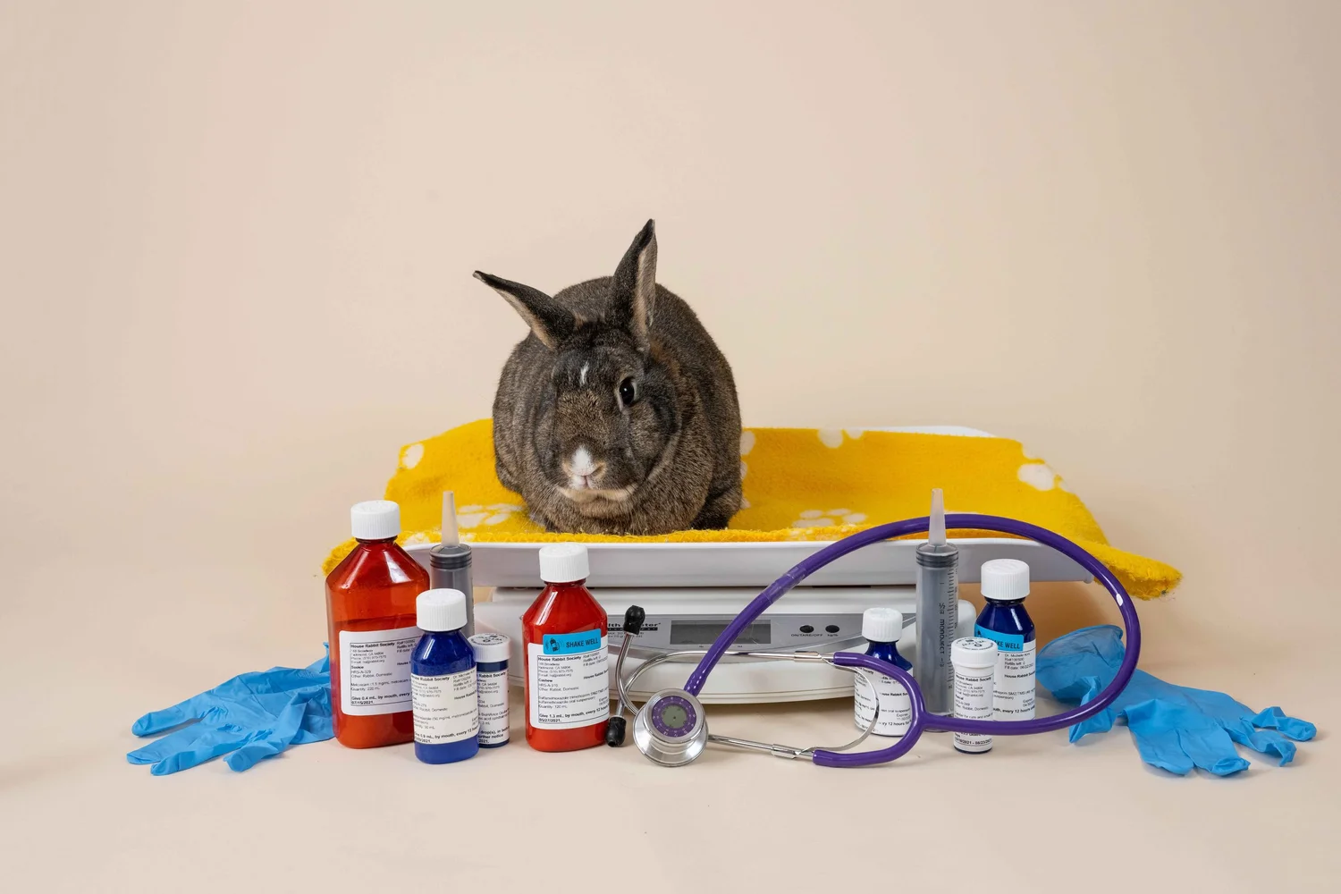 Underfed Rabbit Kit Emergency Supply Kit — House Rabbit Society