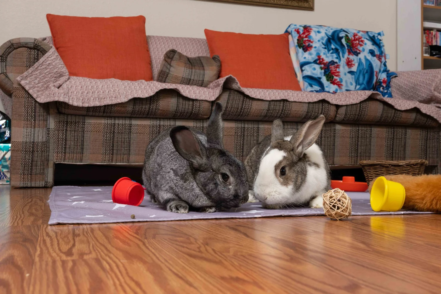 Classes — House Rabbit Society
