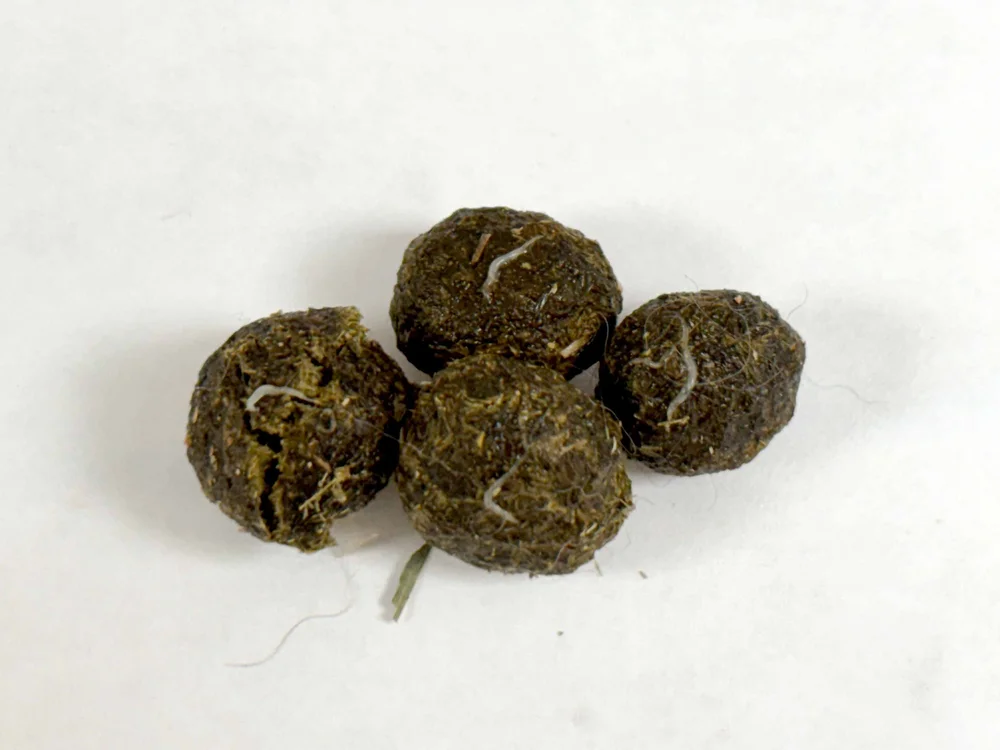 Common Parasites — House Rabbit Society