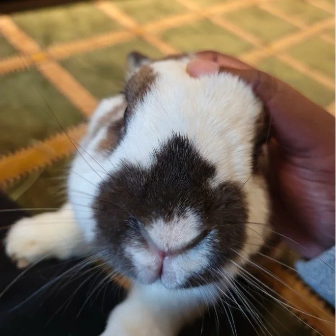 What to Look for in a Bunny Sitter&nbsp;