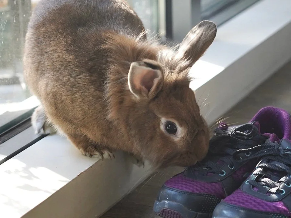 Foster — House Rabbit Society