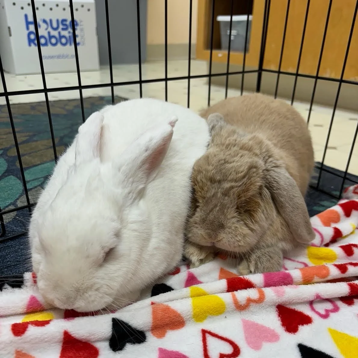 A Walkthrough of Bunny Dating at HRS
