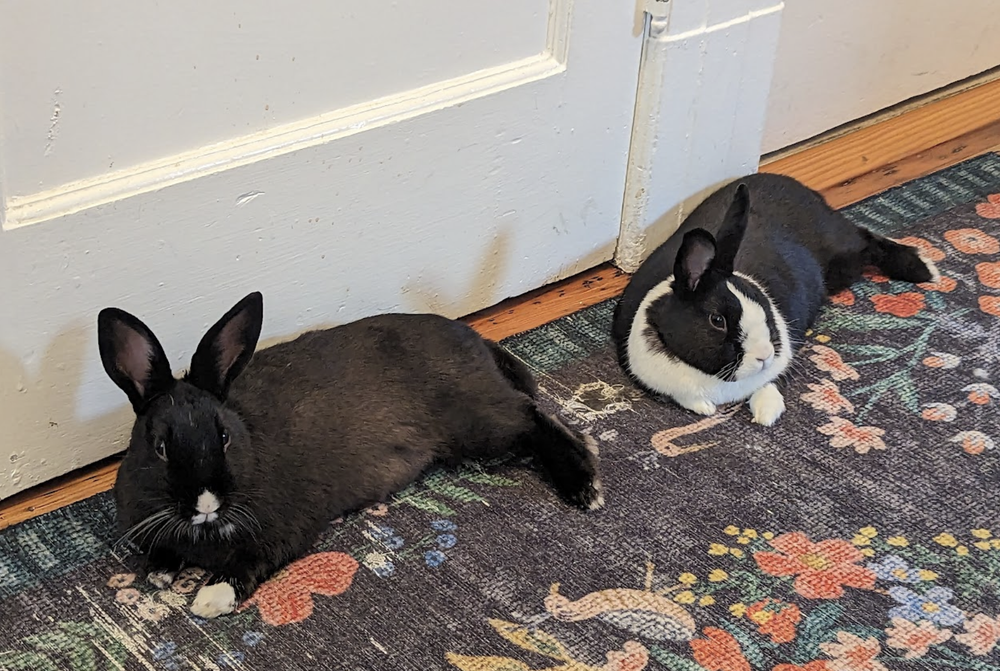 Rabbit Lingo — House Rabbit Society