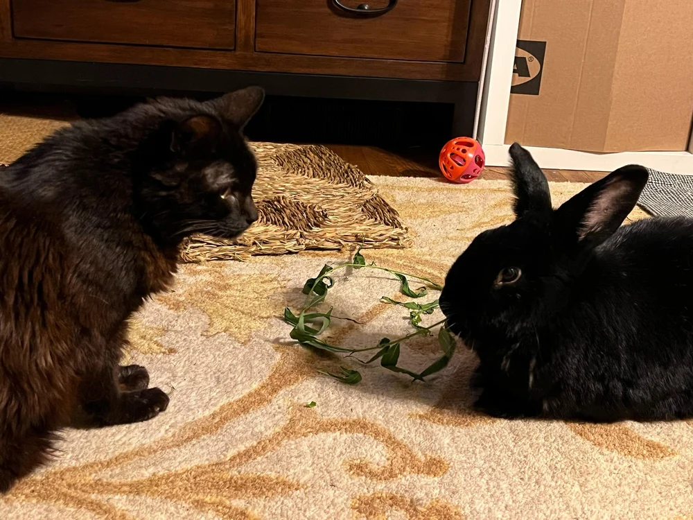 Catn Rabbit Cats and Rabbits — House Rabbit Society