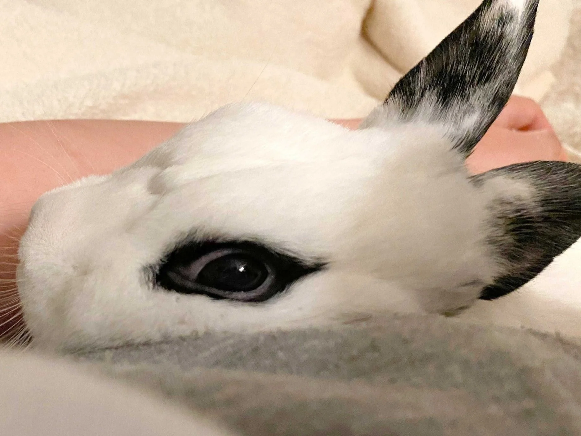 Foster — House Rabbit Society