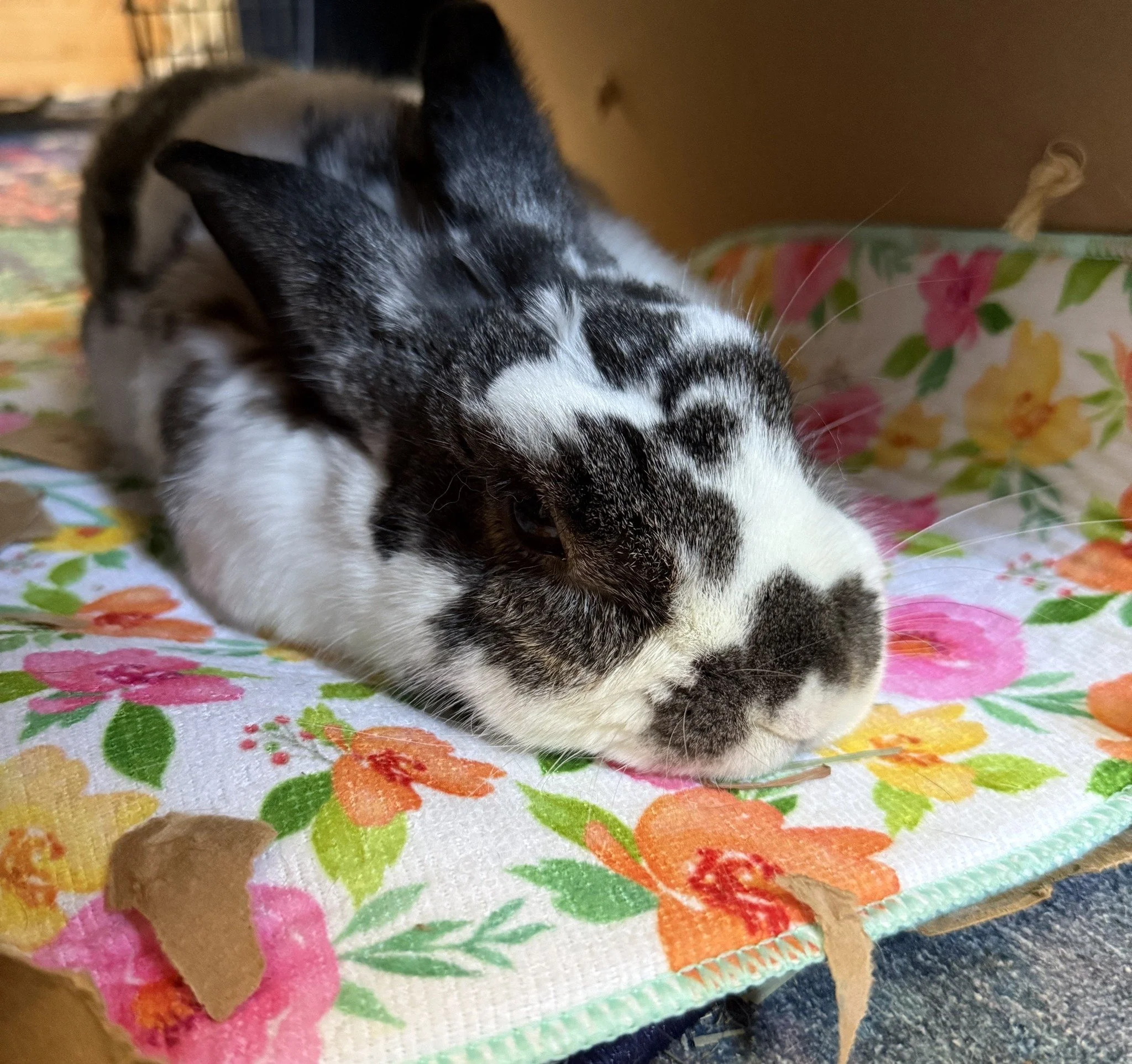 When Your Rabbit Stops Eating