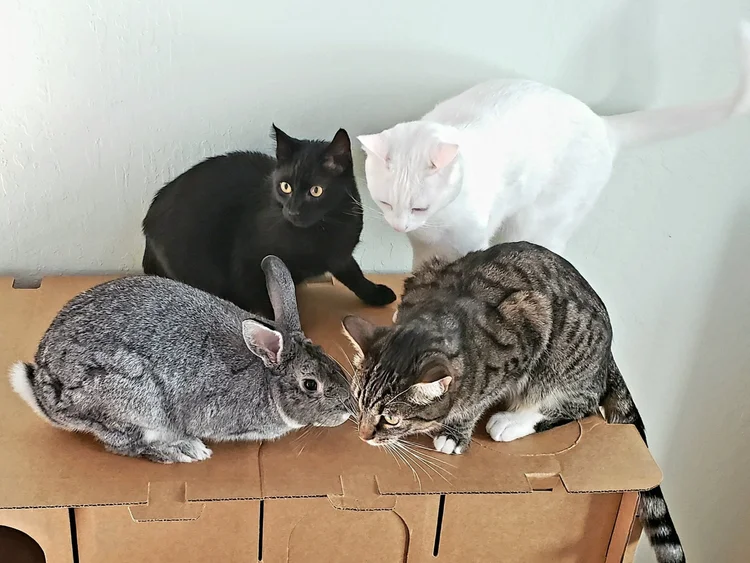 Scrabbit Cat Rabbit Cats and Rabbits — House Rabbit Society
