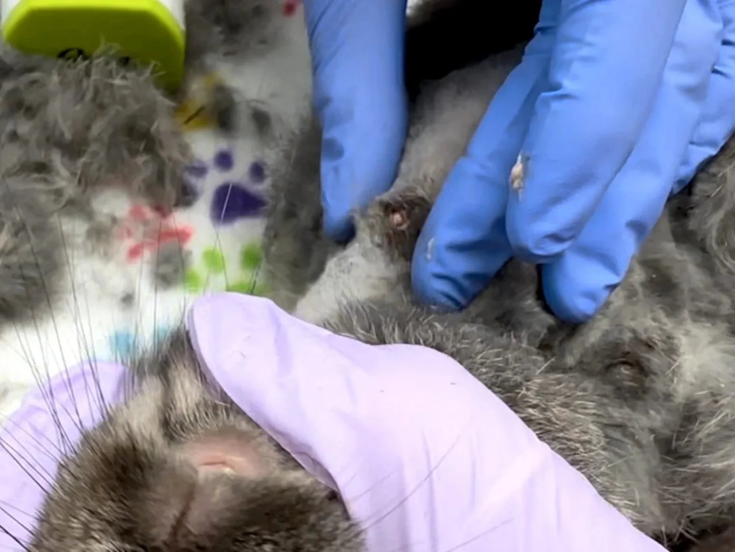 Common Parasites — House Rabbit Society