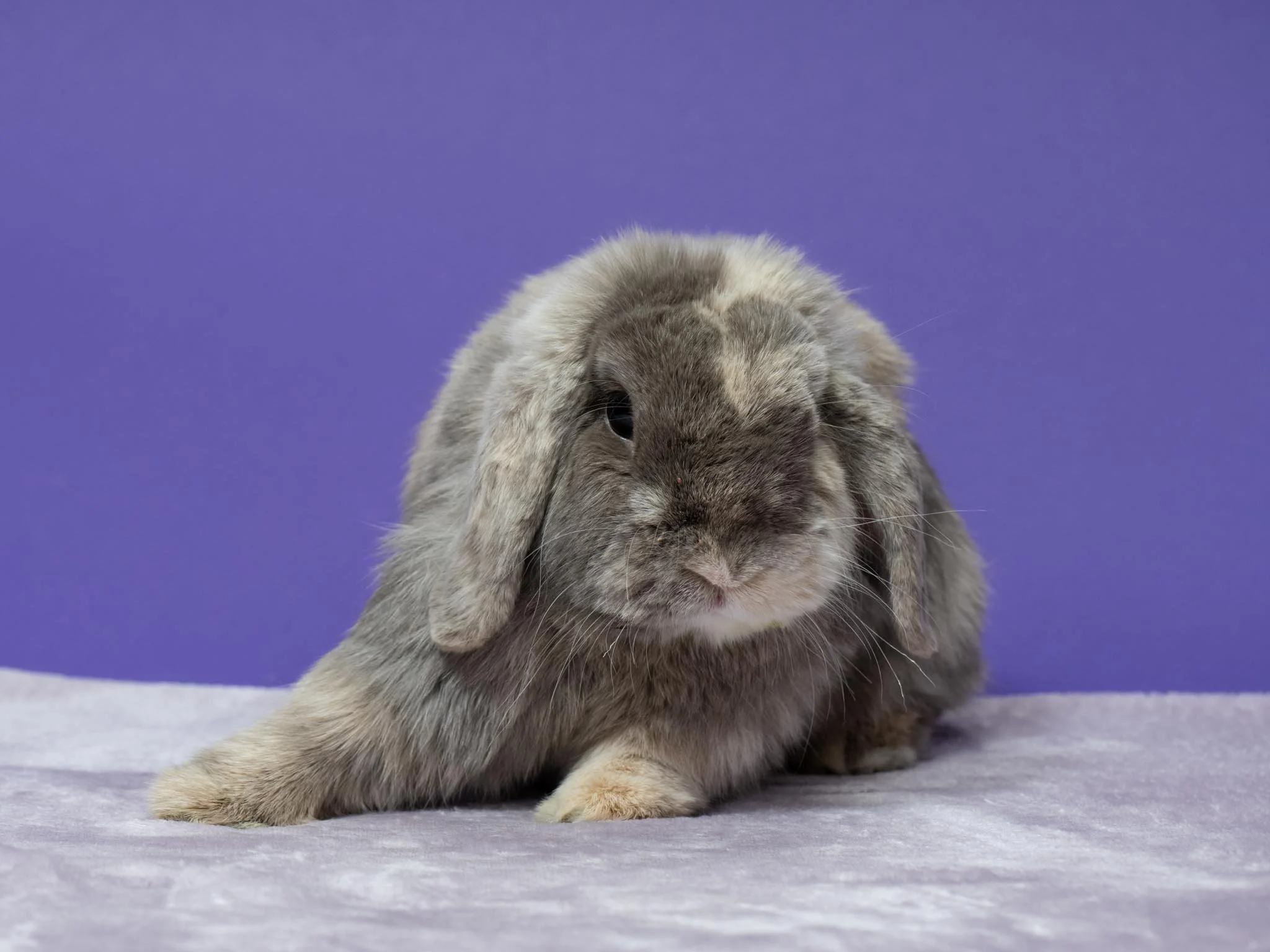 Sticky Bottom Rabbit Rabbit Medical — House Rabbit Society
