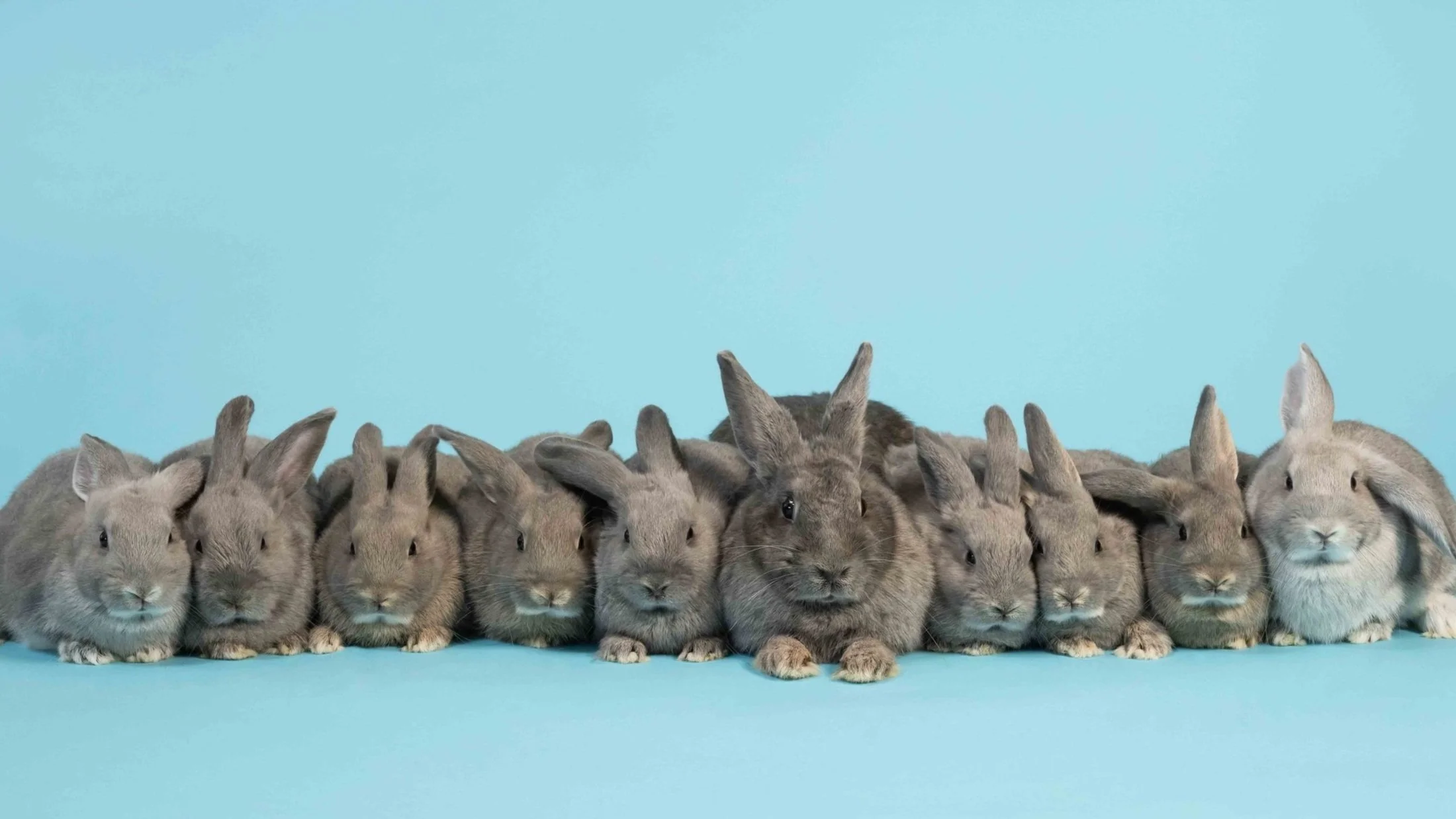 Our Affiliates — House Rabbit Society