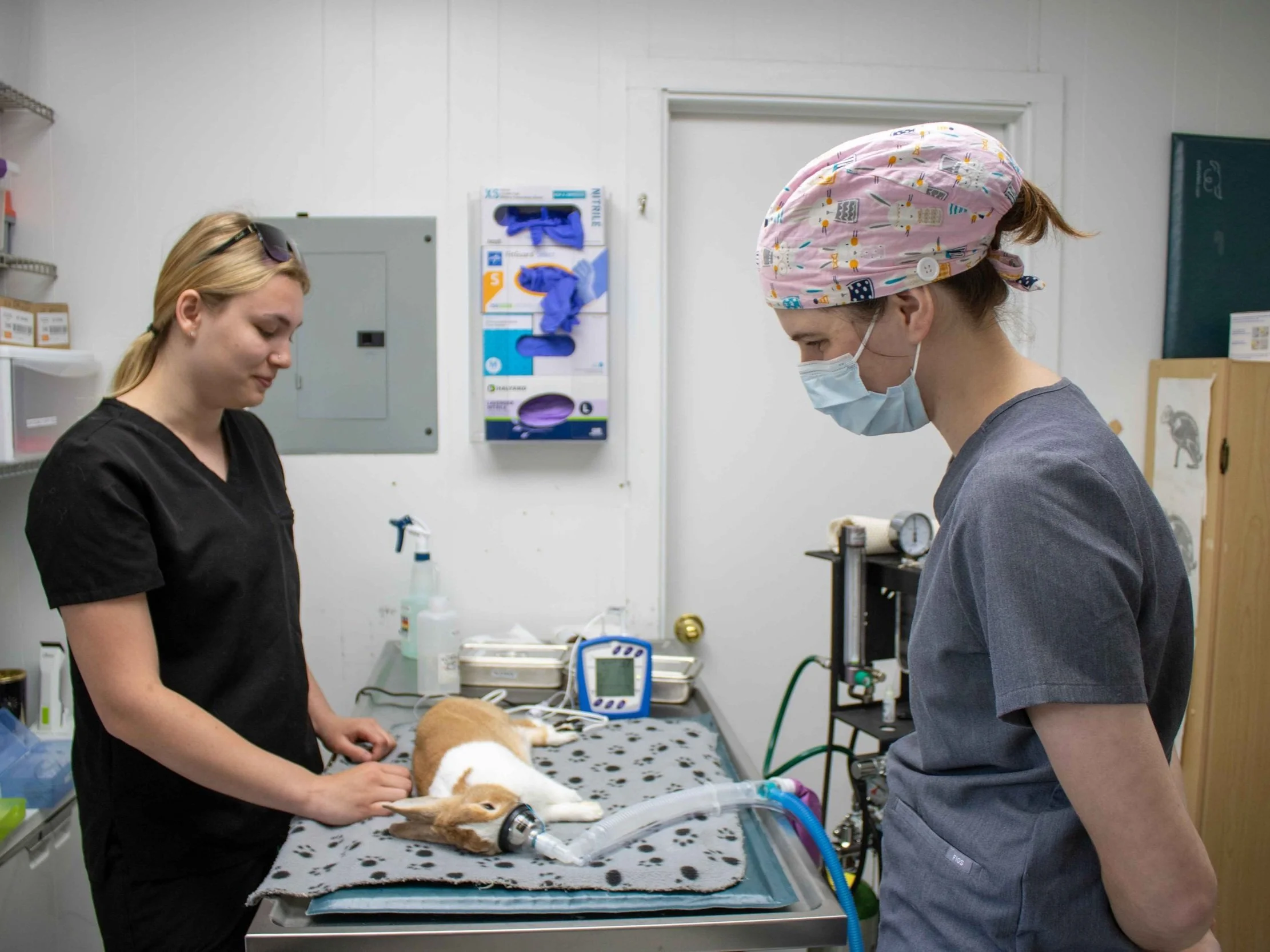 Image showcasing Spay and Neuter Training — House Rabbit Society