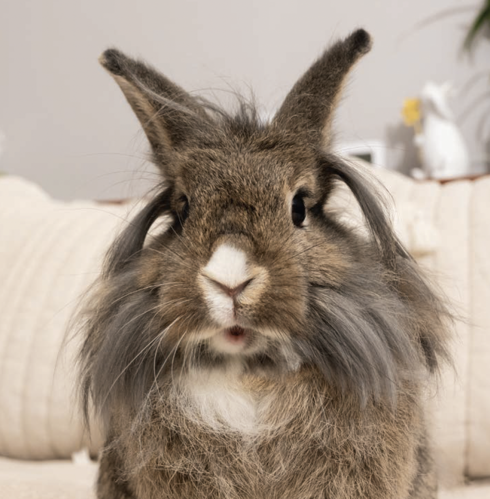Snapshot of House Rabbit Health Concerns During Holidays