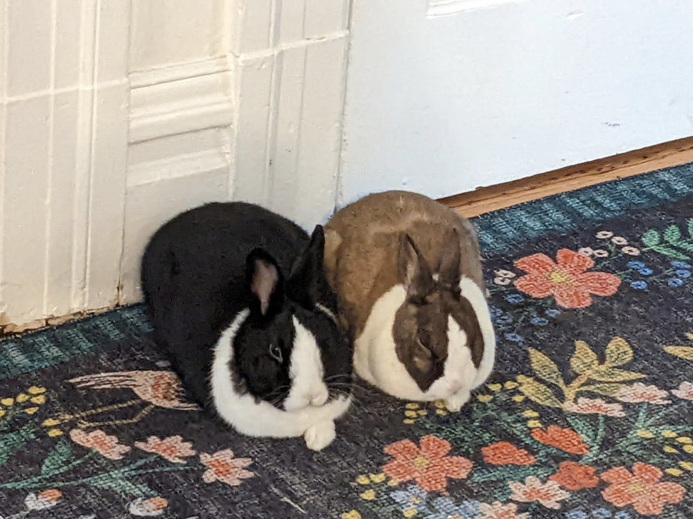 Rabbit Lingo — House Rabbit Society