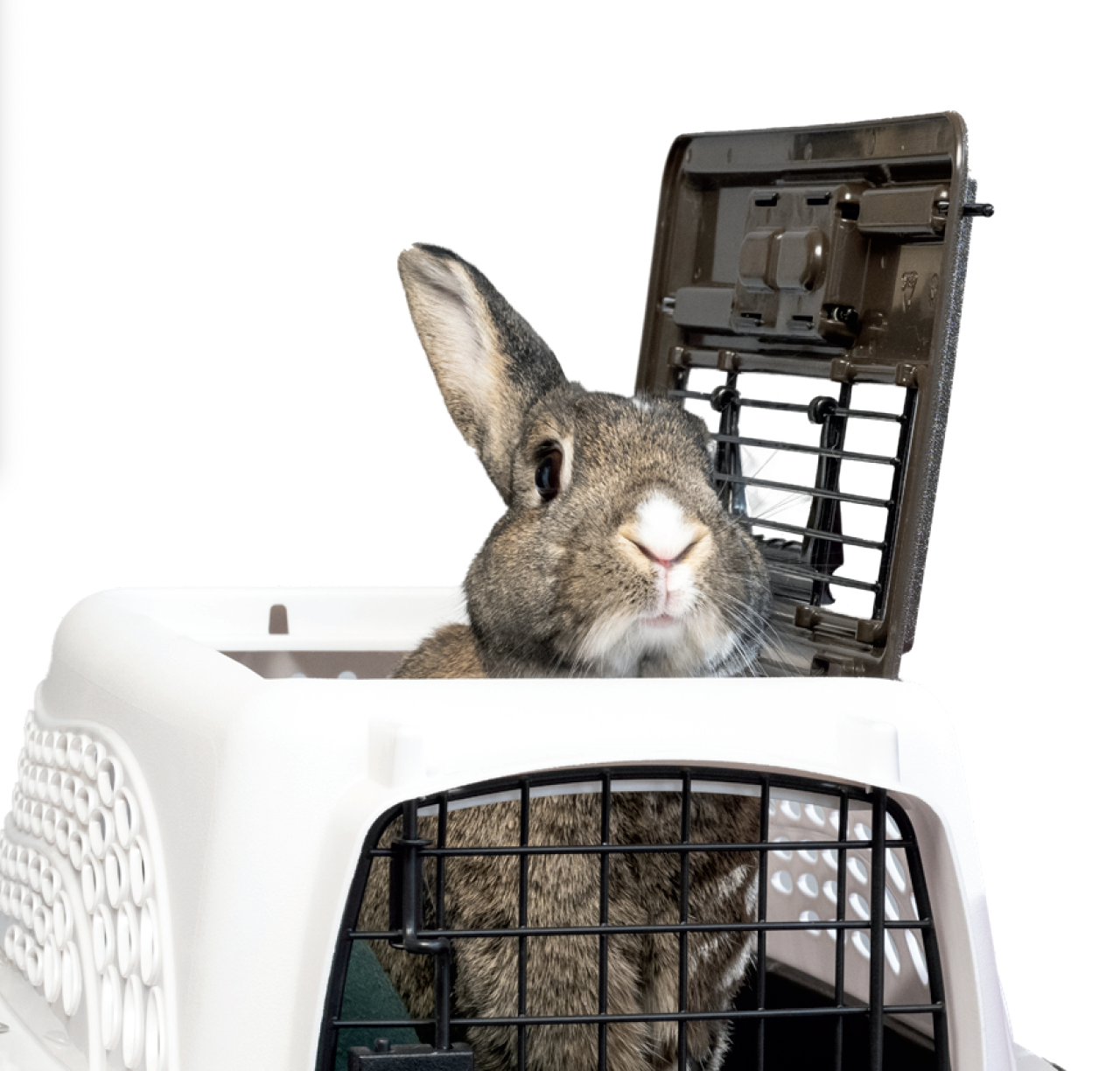 English Handouts — House Rabbit Society