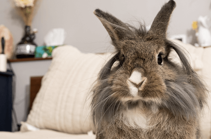 House Rabbit Society