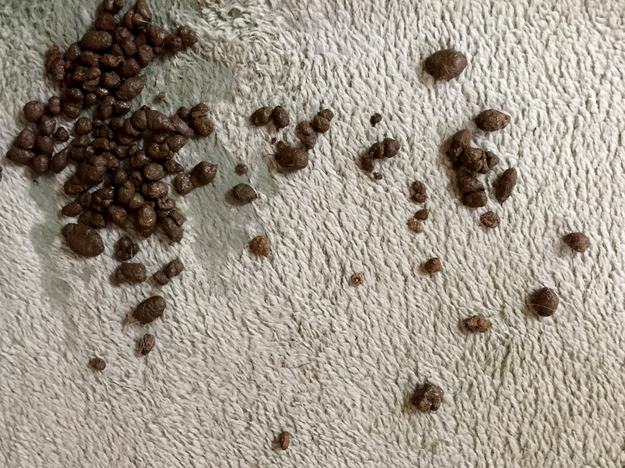 Rabbit Droppings As Health Indicators — House Rabbit Society