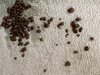 Rabbit Droppings As Health Indicators — House Rabbit Society