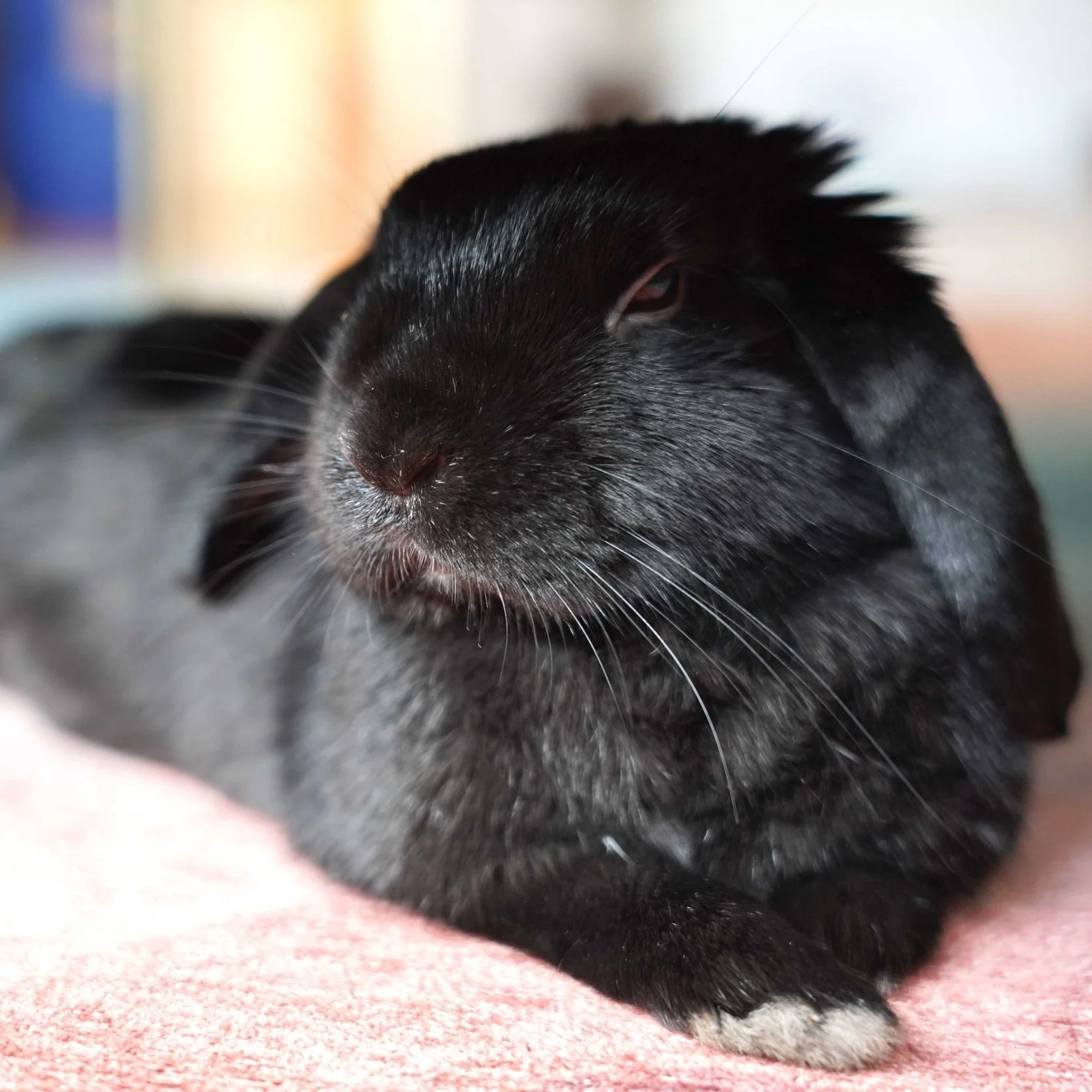 Foster — House Rabbit Society