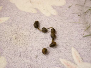 Rabbit Droppings As Health Indicators — House Rabbit Society