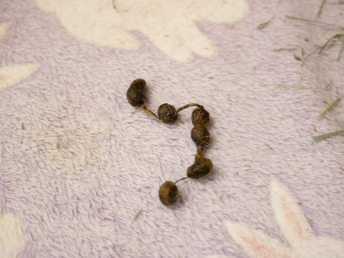 Rabbit Droppings As Health Indicators — House Rabbit Society