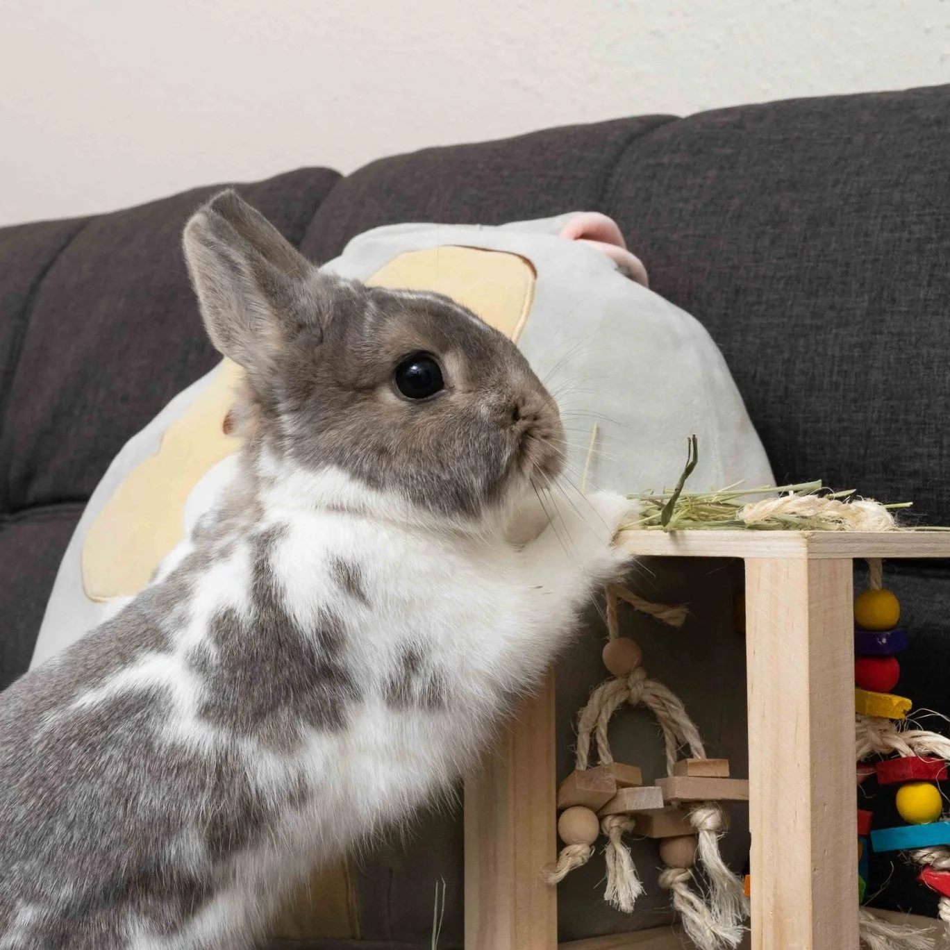 Foster — House Rabbit Society