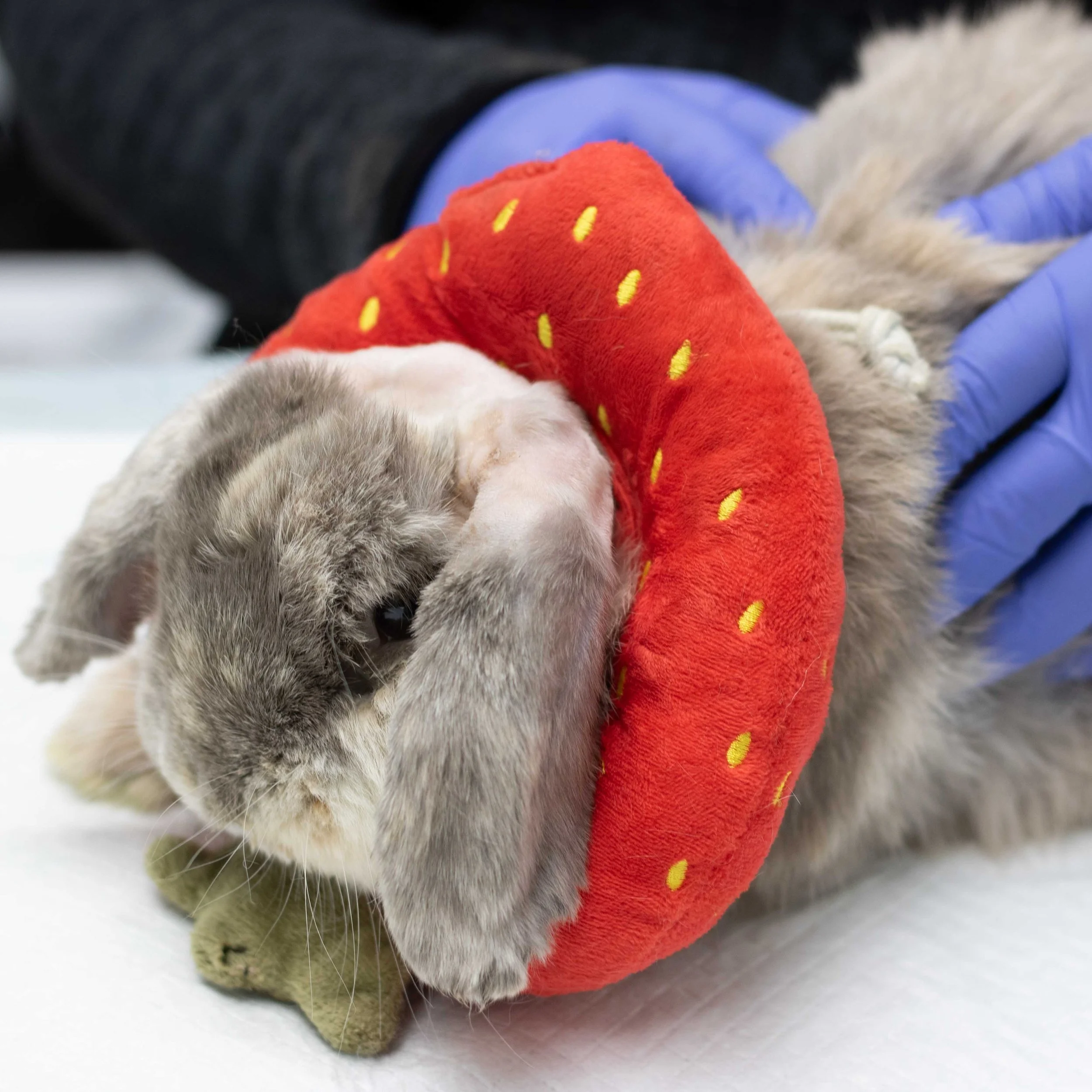 House Rabbit Society