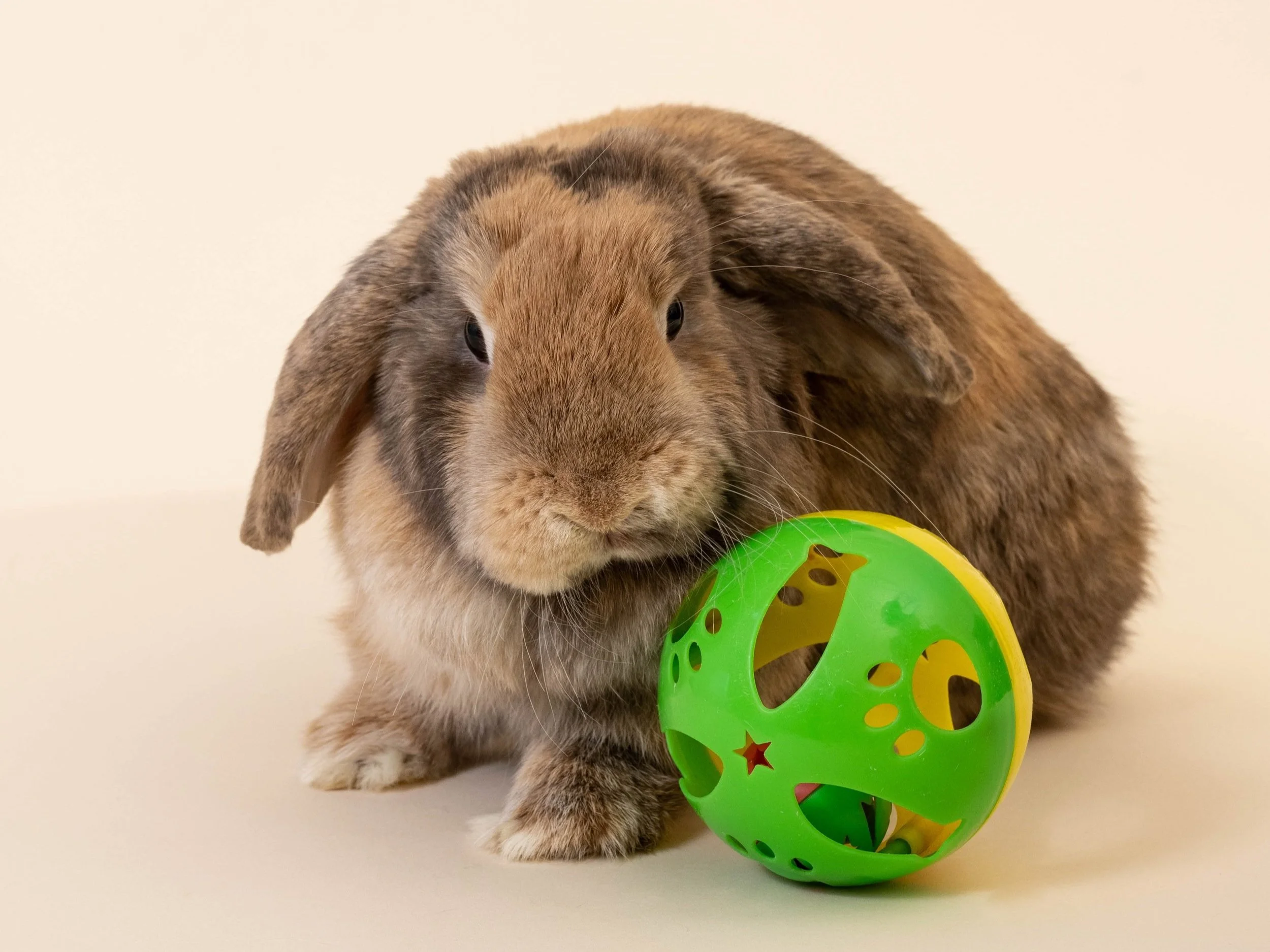 Class Rabit Classes — House Rabbit Society