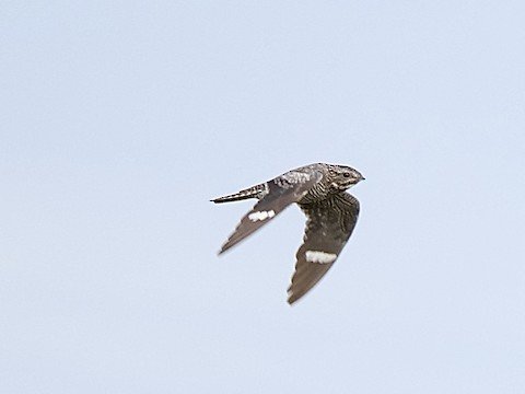 Common Nighthawk