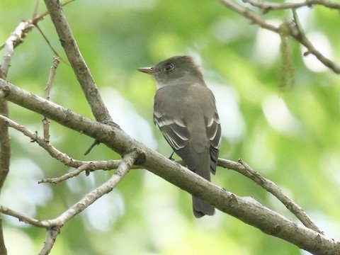 Least Flycatcher (mainly during migration)