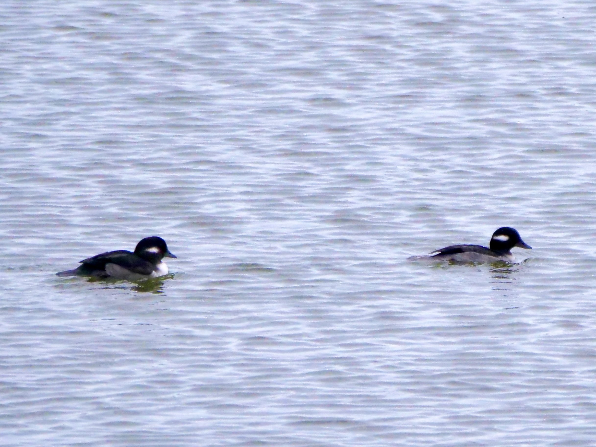 Bufflehead (females)