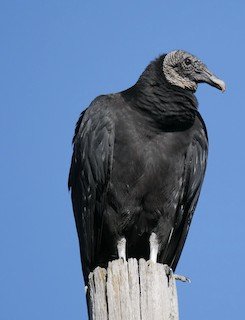 Black Vulture
