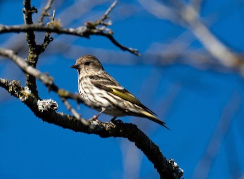 Pine Siskin